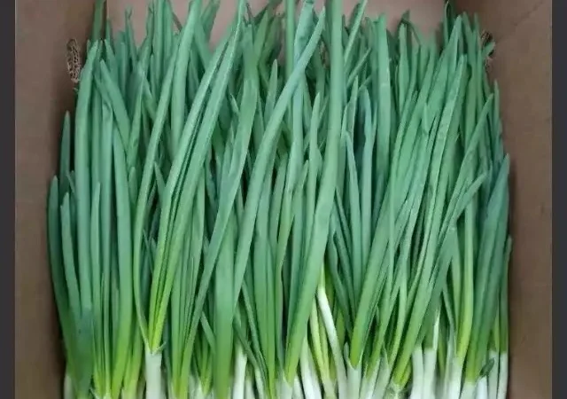 Покупка зеленой цибулі - фото № 1