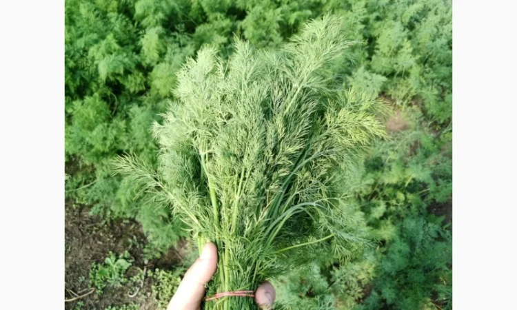 Укроп (органика) - фото № 1