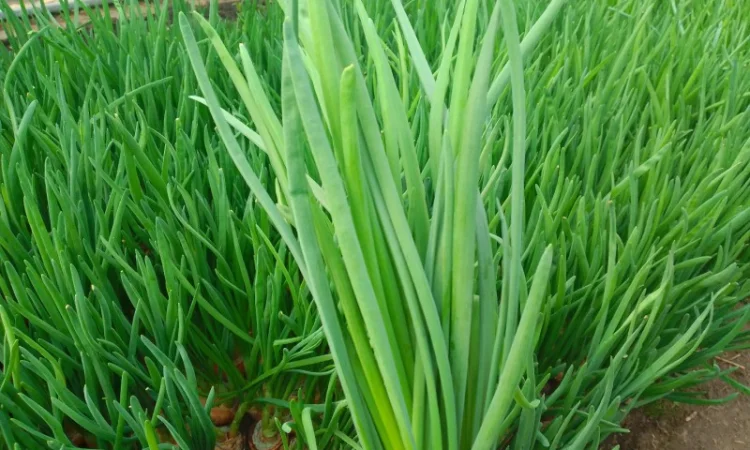 Зелена цибуля перо - фото № 1