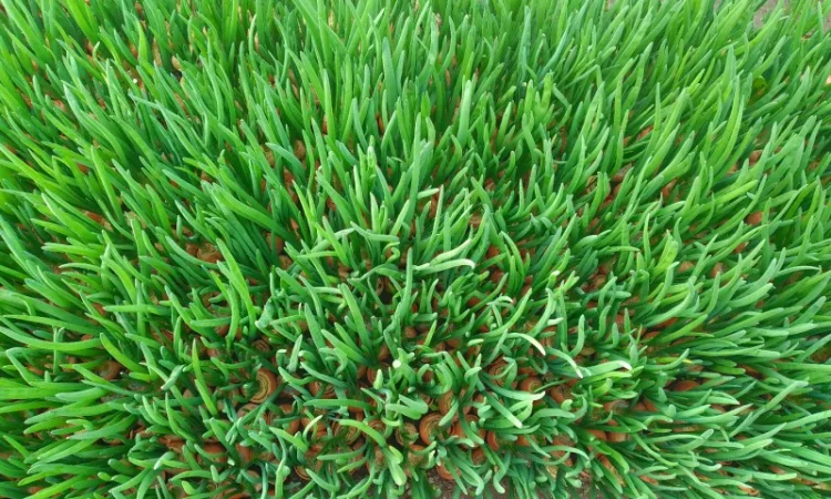 Зелена цибуля перо - фото № 3