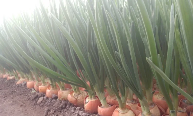 Зелена цибуля перо - фото № 5