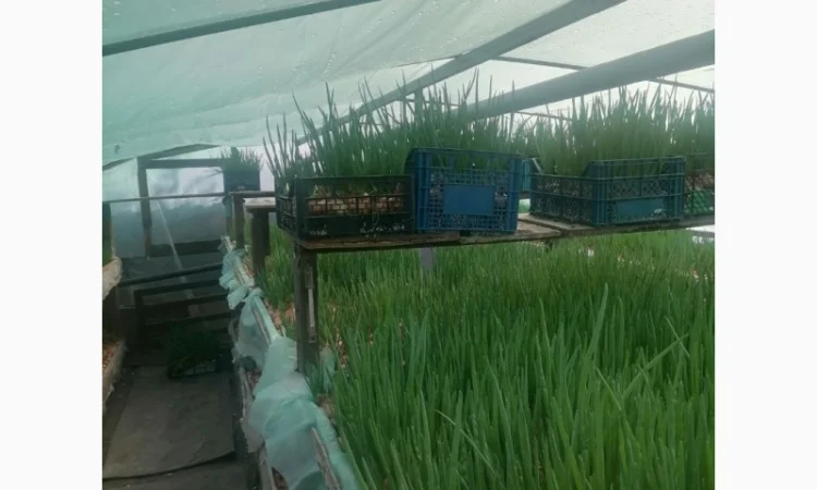 Продам зелений лук (цибулю) - фото № 1