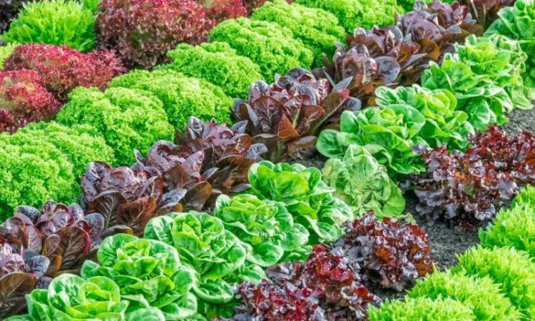 Оптовая продажа зелени укроп, петрушка - фото № 2