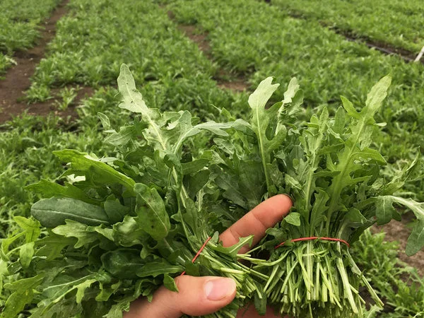 Оптовая продажа зелени укроп, петрушка - фото № 4