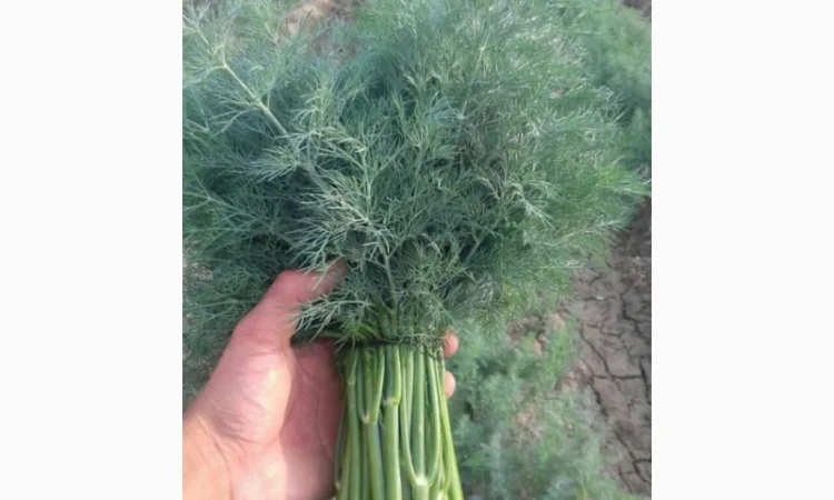 Продам петрушку - фото № 2