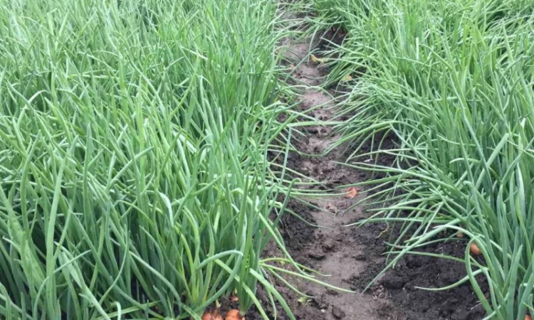 Продам зелену цибулю(перо), лук перо, зелений лук - фото № 1