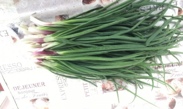 Продам зелену цибулю(перо), лук перо, зелений лук - фото № 2