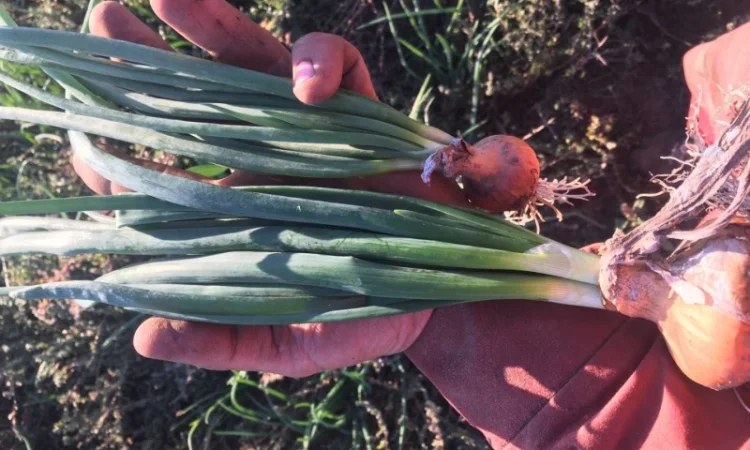 Продам зелену цибулю(перо), лук перо, зелений лук - фото № 3