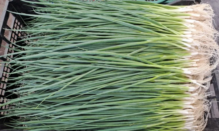 Продам лук-перо, опт - фото № 1