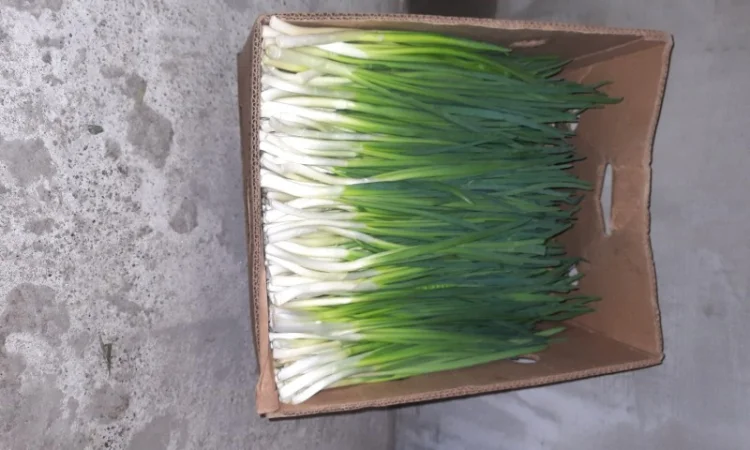 Продам зелену цибулю (перо) - фото № 1