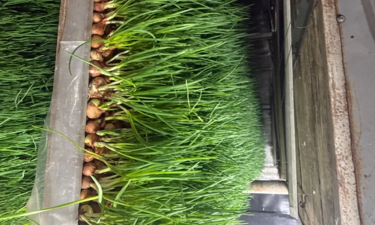 Продаж зеленої цибулі (перо) оптом - фото № 5