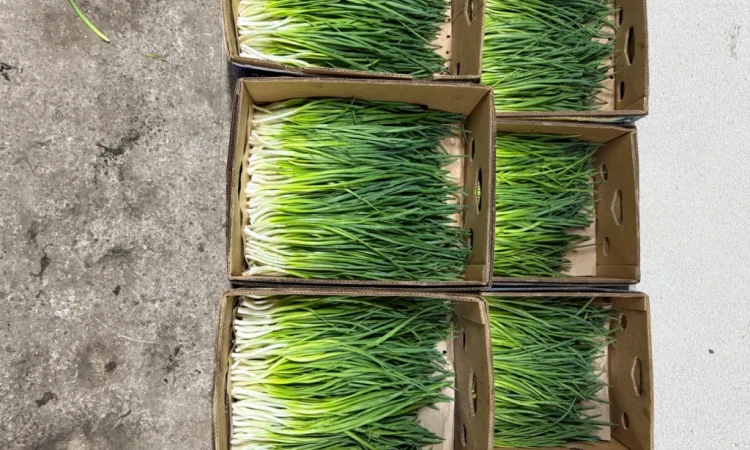 Продаж зеленої цибулі (перо) оптом - фото № 6