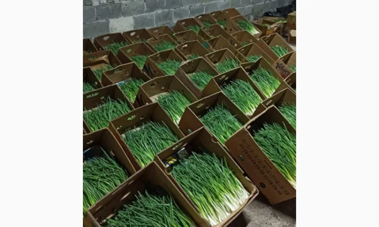 Зелена цибуля перо - фото № 1