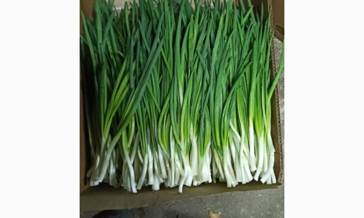 Зелена цибуля перо - фото № 2