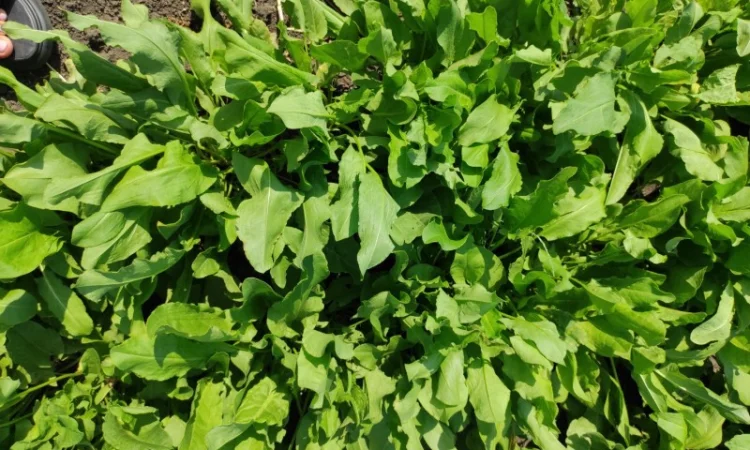 Продам щавель оптом - фото № 1