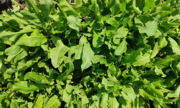 Продам щавель оптом - фото № 2