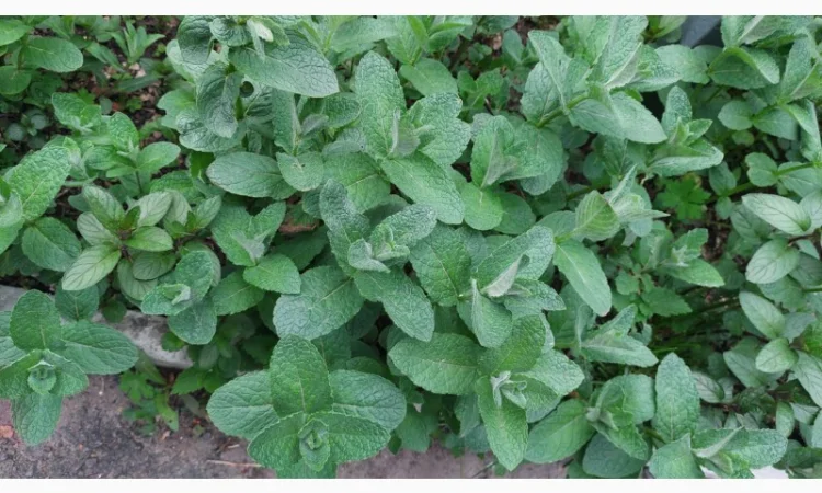 М'ята свіжа на Мохіто. Рівне - фото № 1