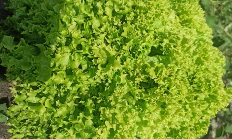 Салат ЛоЛо Біонда - фото № 1