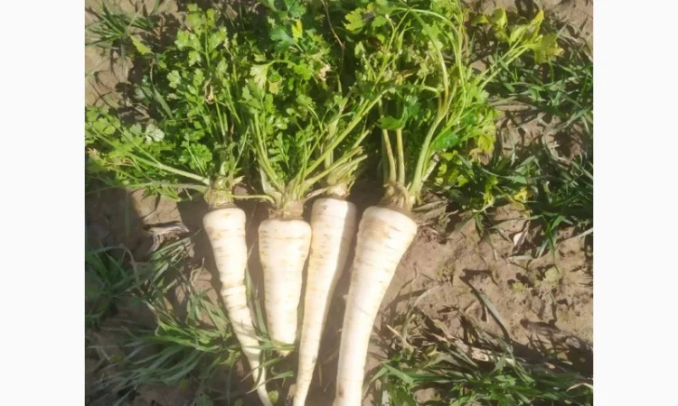 Коренева петрушка - фото № 1