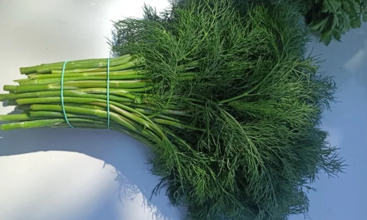 Свіжа Зелень :: Кріп Петрушка :: 55 грн/кг :: Сезон 2022 - фото № 3