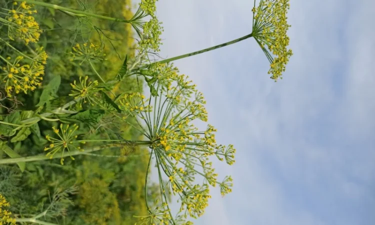 Продаж :: Зелень :: Сезон 2022 -суцвіття кропу, соцветие укропа 13 грн/кг.Львів - фото № 2