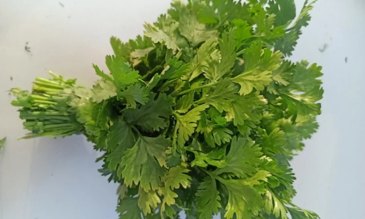 Кинза оптом 30 грн/кг - фото № 1