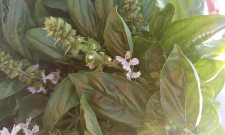 Базилік на переробку. Заморозку. Песто - фото № 1