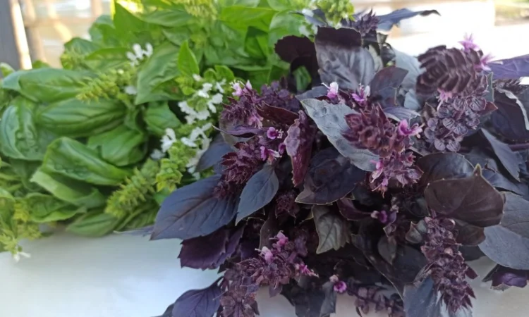 Базилік на переробку. Заморозку. Песто - фото № 2