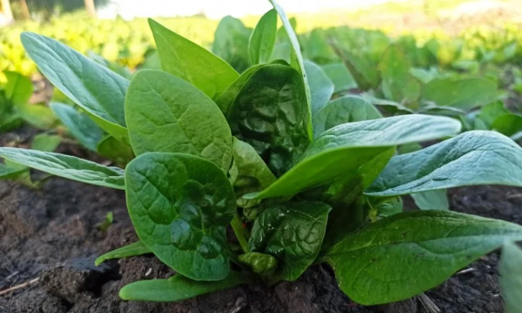 Свіжа Зелень :: Сезон 2023:: Шпинат від 60 грн/кг. Львів - фото № 1