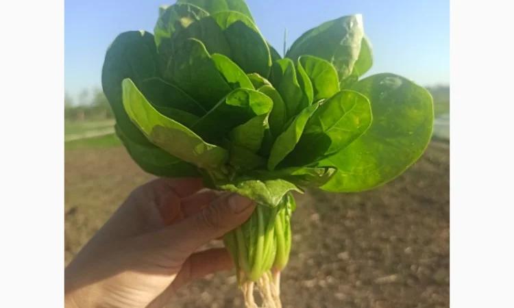 Свіжа Зелень :: Сезон 2023:: Шпинат від 60 грн/кг. Львів - фото № 2