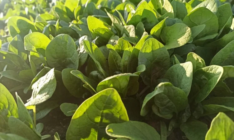 Свіжа Зелень :: Сезон 2023:: Шпинат від 60 грн/кг. Львів - фото № 3