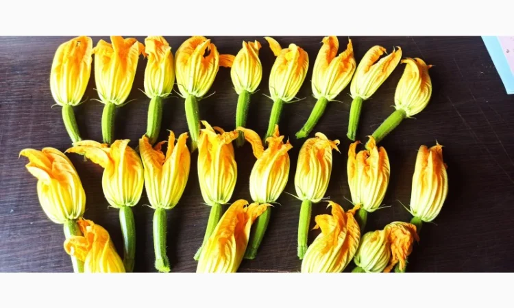 Продаж :: Зелень :: Сезон 2023 :: -квіти цукіні, квіти кабачка, їстівні квіти -Львів - фото № 4