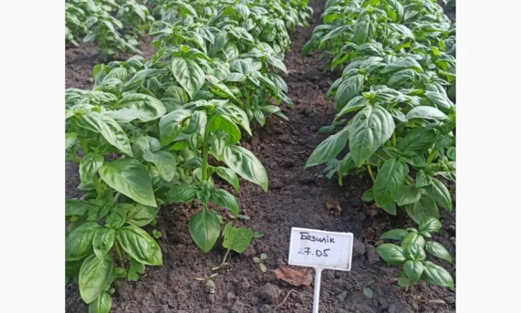 Свіжа Зелень :: Продаж :: Сезон 2022 :: - Базилік зелений/червоний - 60 грн/кг - фото № 1