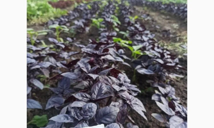 Свіжа Зелень :: Продаж :: Сезон 2022 :: - Базилік зелений/червоний - 60 грн/кг - фото № 2