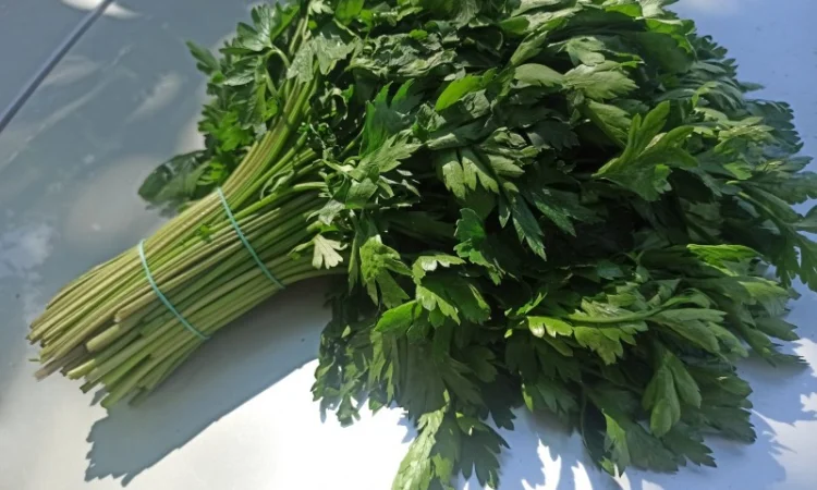 Свіжа Зелень :: Зелень Петрушки :: Сезон 2022 :: від 35 грн/кг - фото № 1