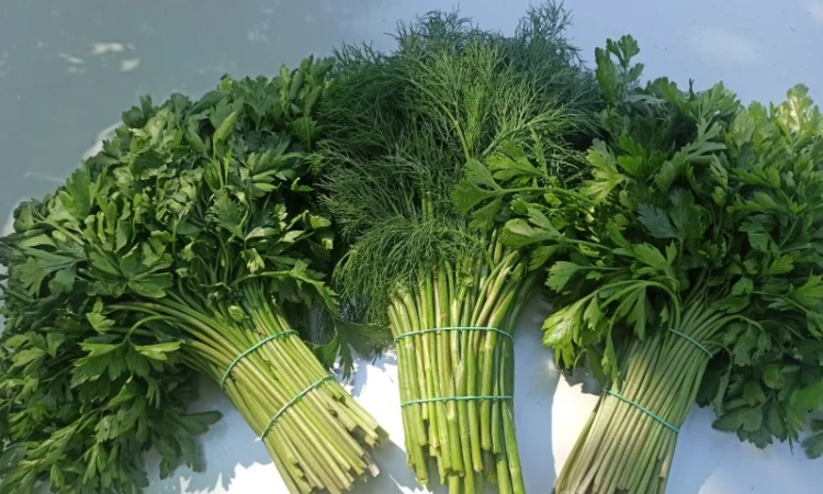 Свіжа Зелень :: Зелень Петрушки :: Сезон 2022 :: від 35 грн/кг - фото № 2