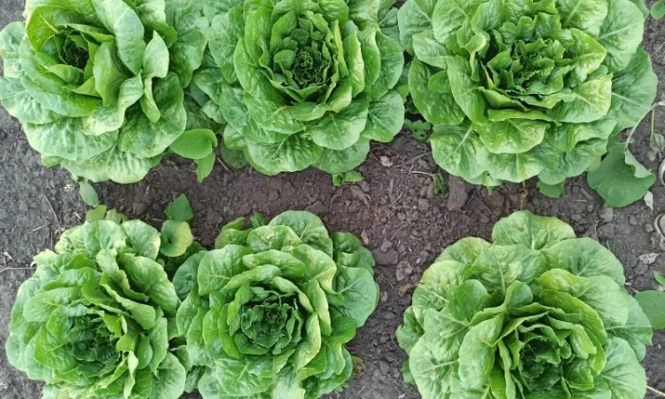 Продаж :: Зелень :: Сезон 2022 :: - Салат Ромен- 25 грн/кг -Львів - фото № 1