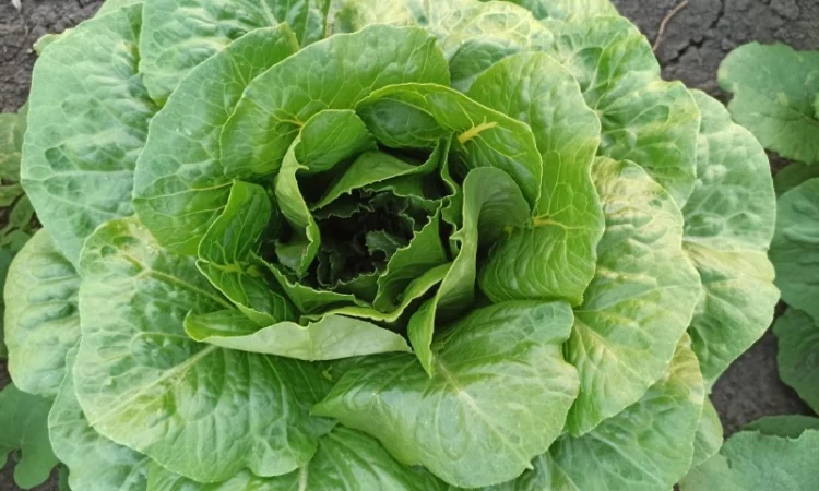 Продаж :: Зелень :: Сезон 2022 :: - Салат Ромен- 25 грн/кг -Львів - фото № 2