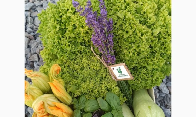 Продаж :: Зелень :: Сезон 2022 :: - Салат Ромен- 25 грн/кг -Львів - фото № 3