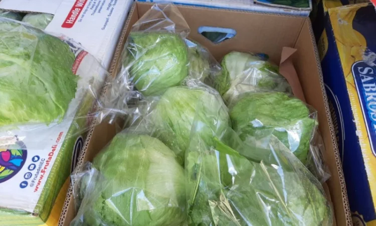 Продам салат Айсберг, Ромен, Фризе. Работаем не на количество, а на качество - фото № 2