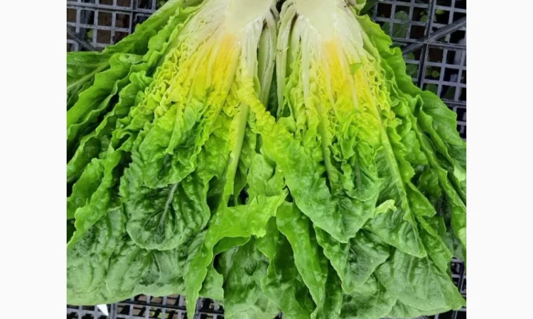 Продам салат Айсберг, Ромен, Фризе. Работаем не на количество, а на качество - фото № 3