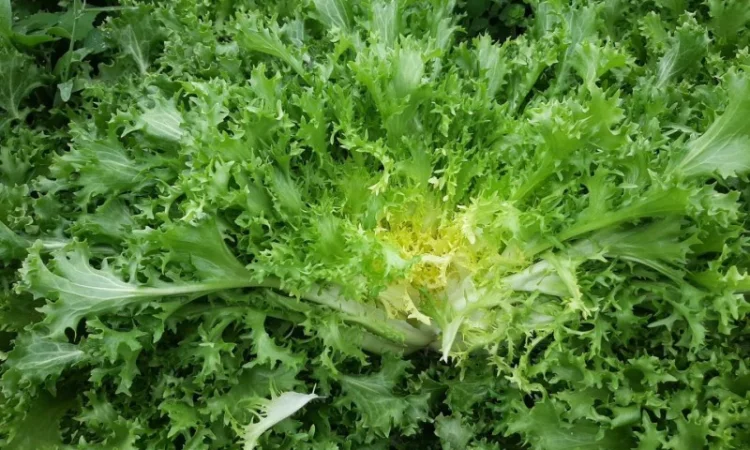 Продам салат Айсберг, Ромен, Фризе. Работаем не на количество, а на качество - фото № 4