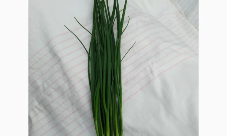 Продам зелёный лук - фото № 1