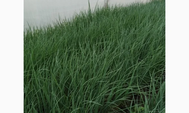 Продам зелёный лук - фото № 3