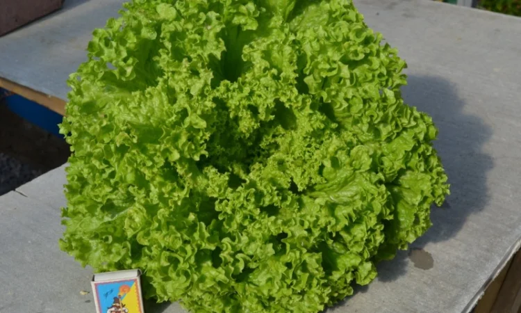 Продам свежий салат оптом - фото № 1