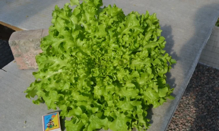 Продам свежий салат оптом - фото № 2