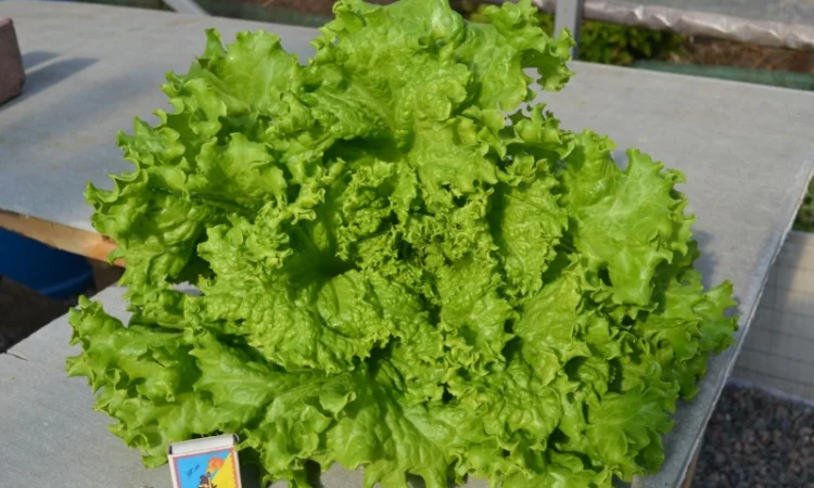 Продам свежий салат оптом - фото № 3