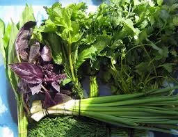 Продам салат, свежую зелень, пряные травы - фото № 1