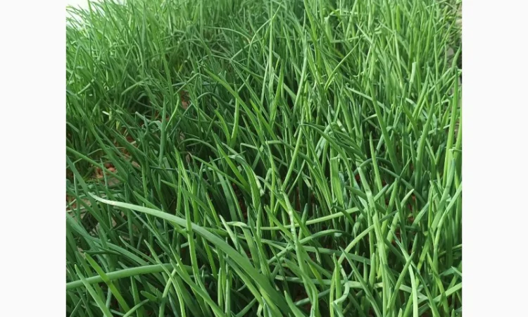 Продам зелену цибулю оптом - фото № 1