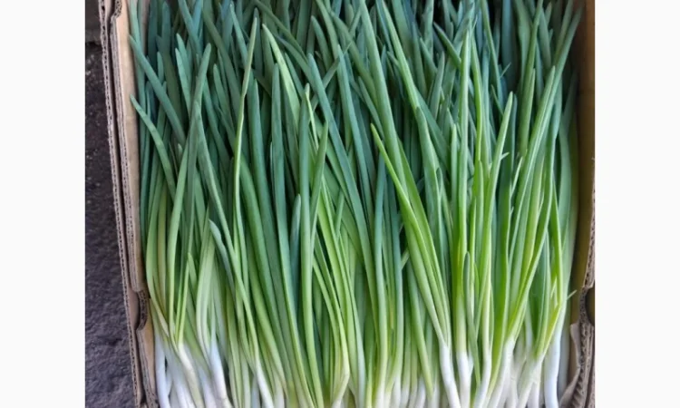 Продам перо цибулі, петрушку - фото № 1